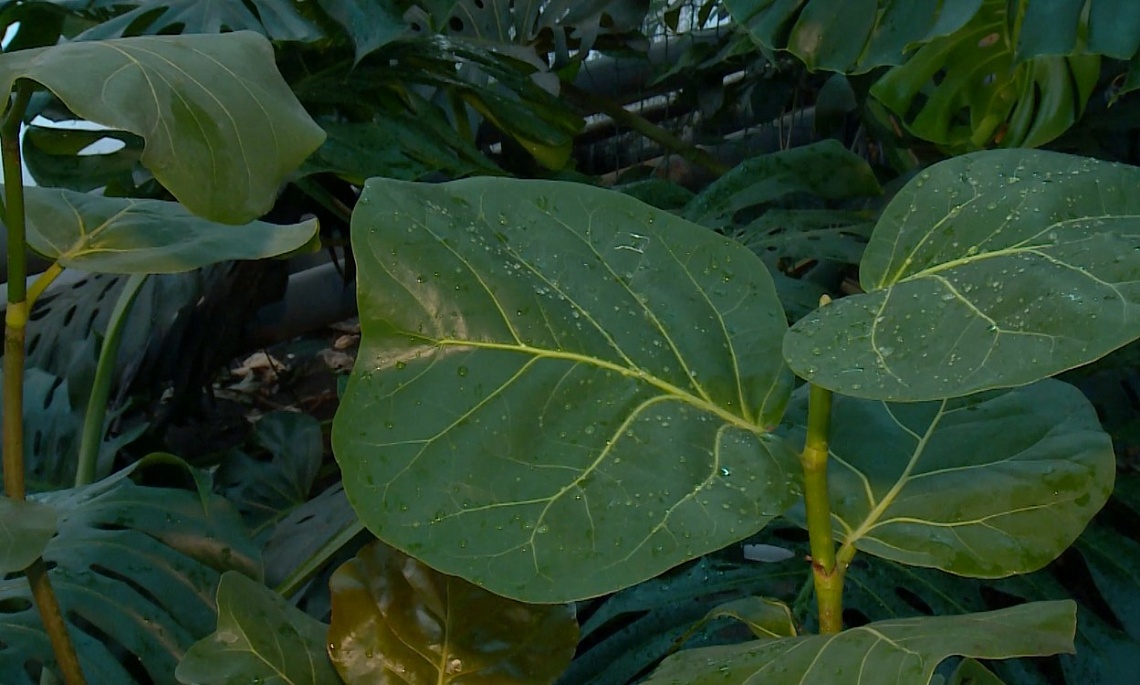 В Пензенском ботаническом саду появился морской виноград